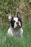 BOULEDOGUE FRANCAIS 432